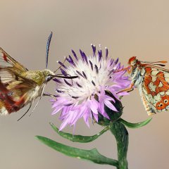 Duet