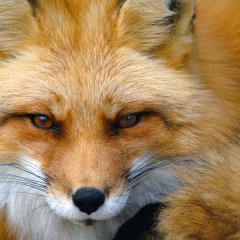 Foxy Lady