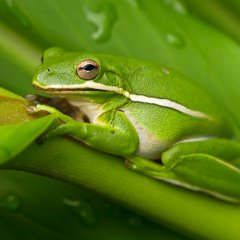 Green on green