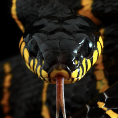 earthandanimals: Mangrove Snake. Photo...