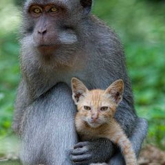 Odd Couple