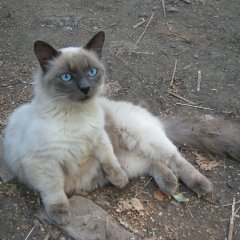 Cute cat with short legs