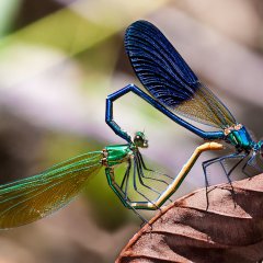 Love in color