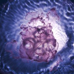 Aurelia Galaxy.