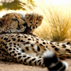 Namibia cats