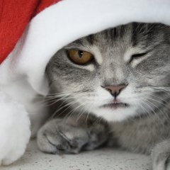 Happy New Year cat
