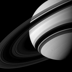 Ringed Beauty