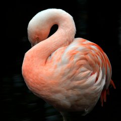 Shy flamingo