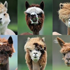 Alpacas at Alpaca-Land farm