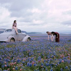 Wildflowers, California