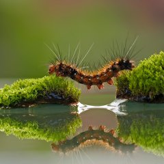 Bridge Hairy