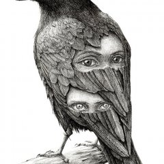 Black crow
