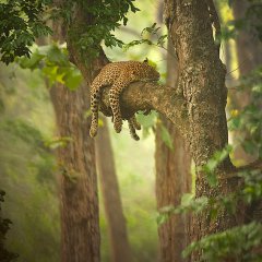 The Sleeping Beauty