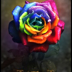 Rainbow Dream Rose