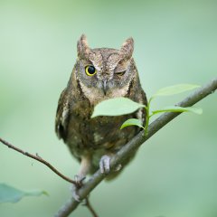 Oriental scops owl