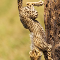 Descending Cheetah