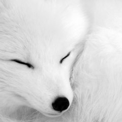 asleep