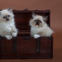 cute luggage