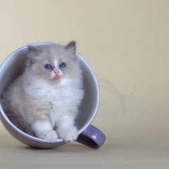 Tea or Coffee?