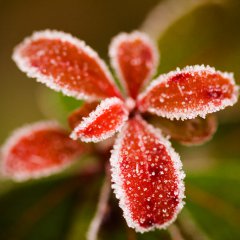A Hard Frost