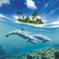 DOLPHIN family