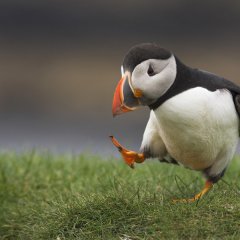 Silly Walk