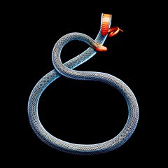Snakes