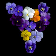 Viola flowers