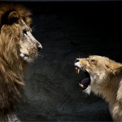 Pissed! (In color)