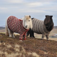Shetland Ponies