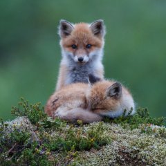 Watching over you