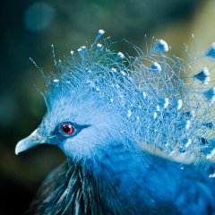 Bluebird
