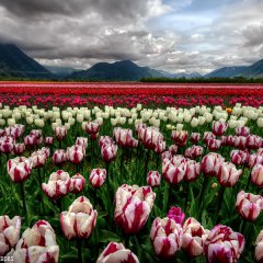 Tulip Sea