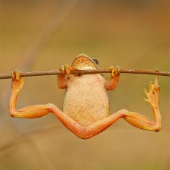 Tree frog