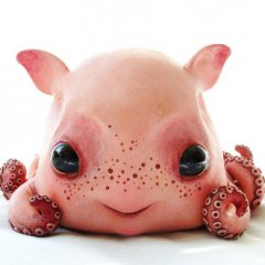 Baby Dumbo octopus
