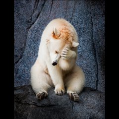 Oh no, not another photographer!!!
