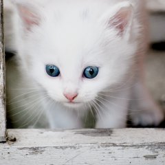 Little Kitty