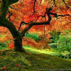 Japanese Autumn