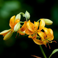 Lillium hansonii
