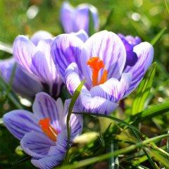 Spring bouquet