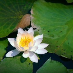 Water Lily