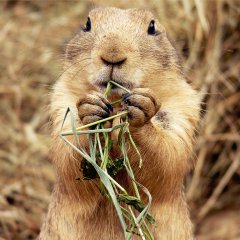 Snack