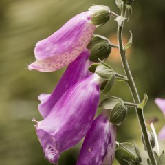 Green and purple