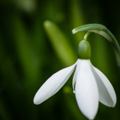 Snowdrop