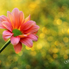 Morning Greetings ...