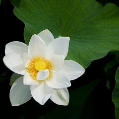 Yellow lotus
