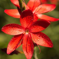 Red Flower