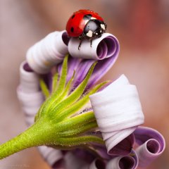 Coqueta