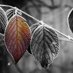 Winter Warmth