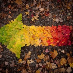 Autumn Spectrum 10/10/10